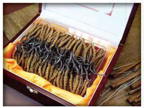 荔湾冬虫夏草回收